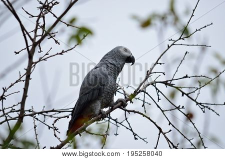 African gray parrot of red tail perched on tree