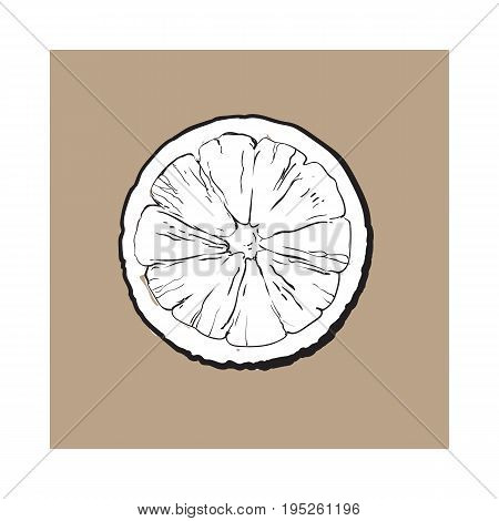 Top view round slice, half of ripe lime, sketch style vector illustration on brown background. Hand drawn lime cut in half, round slice