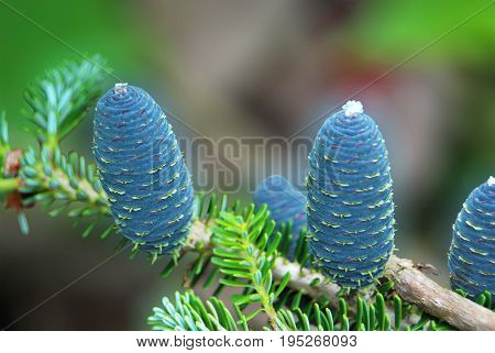 Four blue cones of fir pine in macro