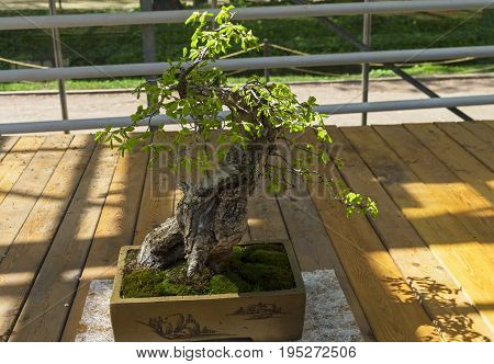 MOSCOW, RUSSIA, MAY 18, 2017: Oriental hornbeam - Bonsai in the style of 