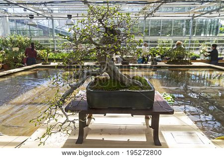 MOSCOW, RUSSIA, MAY 18, 2017: Oriental hornbeam - Bonsai in the style of 