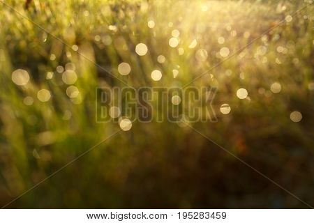 Blured dew on the grass in backlight close