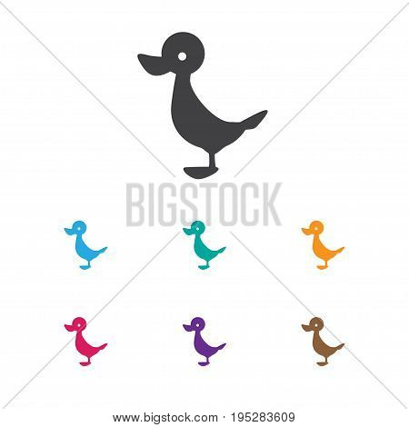 Vector Illustration Of Zoology Symbol On Duck Icon. Premium Quality Isolated Quack Element In Trendy Flat Style.