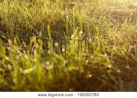 Dew on the grass in backlight close