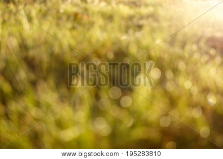 Blured dew on the grass in backlight close