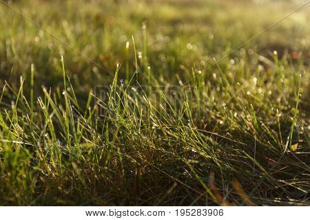 Dew on the grass in backlight close