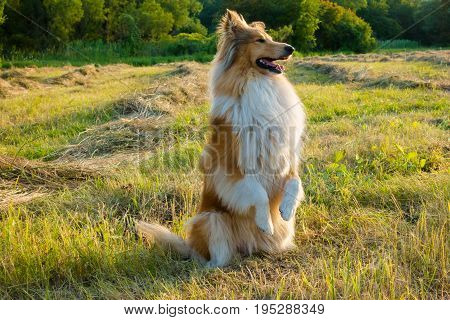 Collie dog sitting and training on green field at sunlight