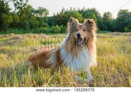 Collie dog lying down and looking on green field at sunlight