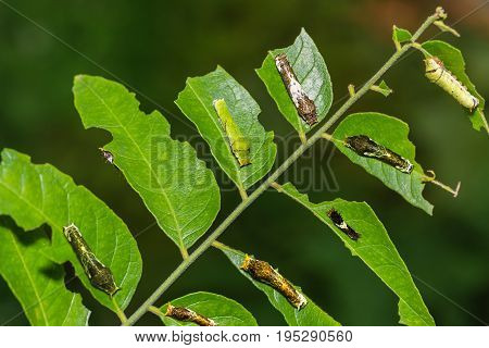 Lime Butterfly And Common Mormon Caterpillars