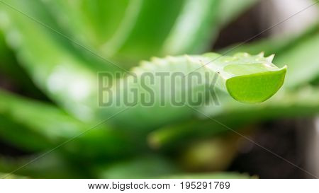 Closeup of drops of rain on aloe vera It is a plant that has many benefits in medicine and beauty to be extracted into cosmetics as well as food or drink.