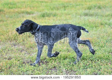 Hunting Dog Breed German Wirehaired Pointer