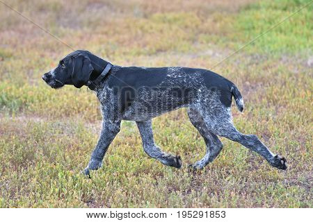 Hunting Dog Breed German Wirehaired Pointer