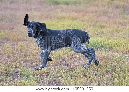 Hunting Dog Breed German Wirehaired Pointer