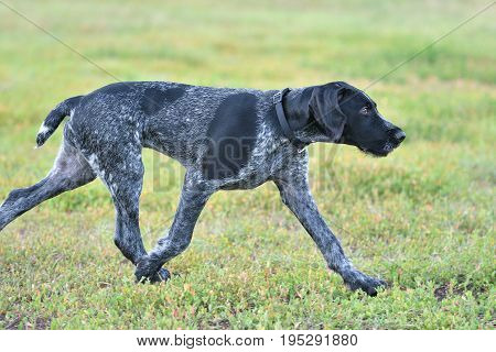 Hunting Dog Breed German Wirehaired Pointer