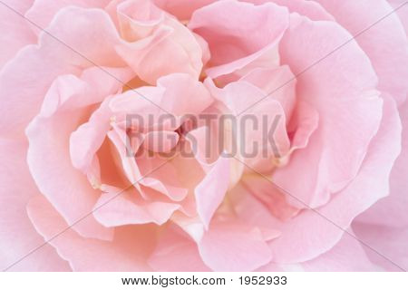 High Key Rose
