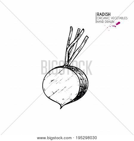 Vector hand drawn set of farm vegetables. Isolated half radish. Engraved art. Organic sketched vegetarian objects. Use for restaurant, menu, grocery, market, store, party, meal