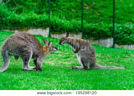 Beautiful Kangaroo On The Farm In Alsace