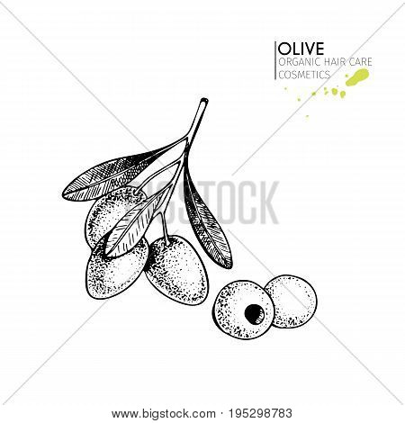 Vector set of hair care ingredients. Organic hand drawn elements. Farm market vegetables. Olive branch. Use for cosmetic package, shop, store, products,  spa salon, wellnes program, skin.