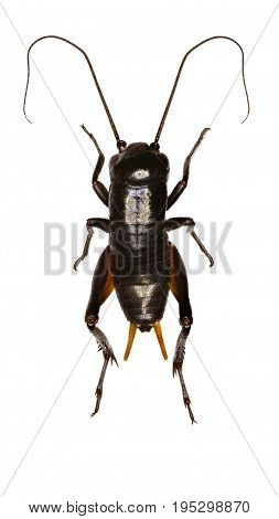 Field Cricket Larva on white Background - Gryllus campestris (Linnaeus 1758)