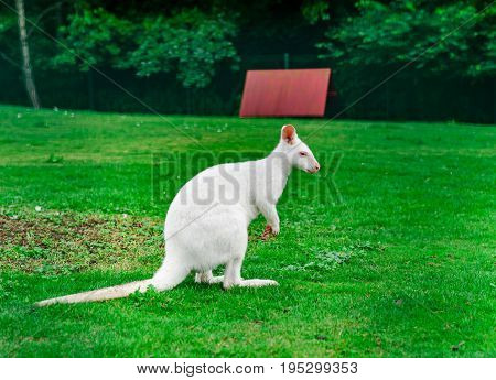 Beautiful Kangaroo On The Farm In Alsace