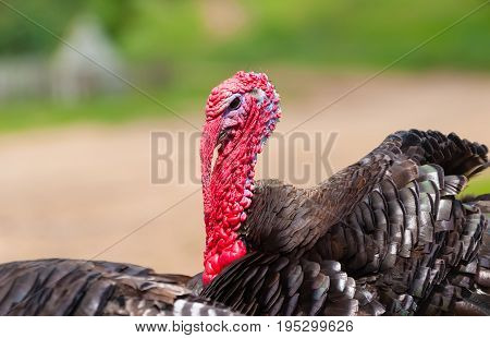 Village. Head of a turkey. Summer. Samets.Ukraine. Kharkov region. Lyubovka village of Krasnokutsky district