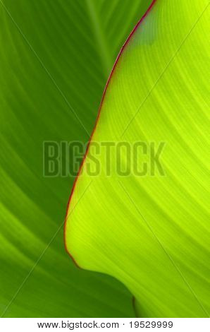 Kanna folha verde grande plano abstrato