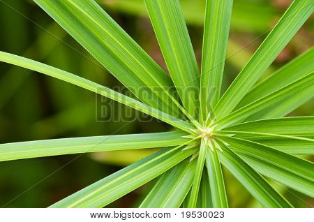 Dach Leiter Cyperus alternifoius