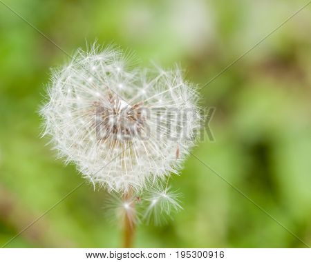 Dandelion Flower With Flying Feathers On Green Background Retezat Mountains Romania