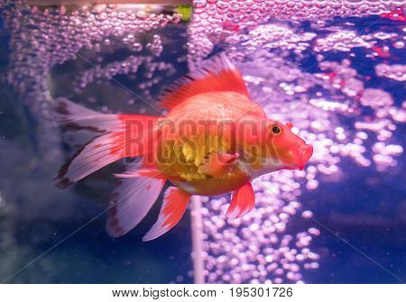 gold fishes over water