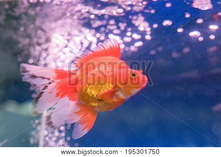 gold fishes over water