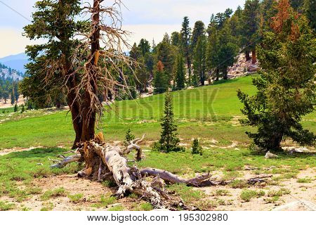 Lodgepole Pines taken at an alpine forest in the higher elevations of the Sierra Nevada Mountains, CA