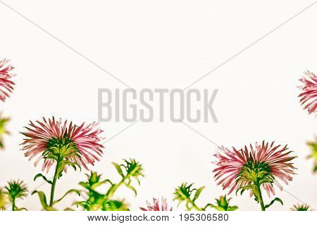Bright autumn flowers on a white background Asta