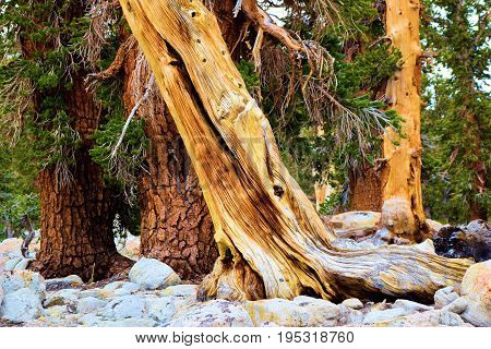 Lodgepole Pine Trees also known as twisted pines taken in the high altitudes of the Sierra Nevada Mountains, CA