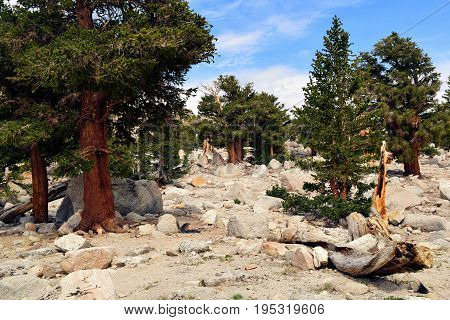 Lodgepole Pine Trees taken at an alpine forest in the higher elevations of the Sierra Nevada Mountains, CA