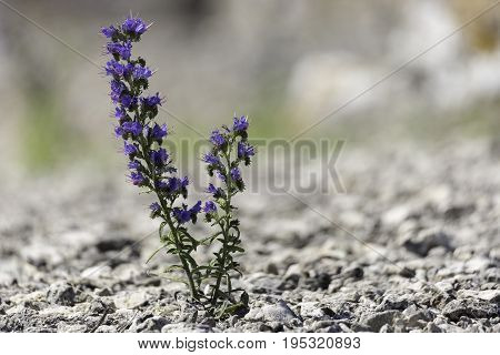 Blueweed Flower Close Up Growing our of rocks.