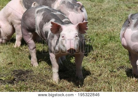 Duroc breed piglet posing at animal farm on pasture