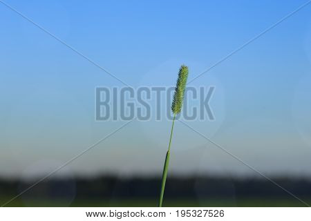 The Spike Of Meadow Grass Growing Out Alone At Night.