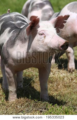 Duroc breed piglet posing at animal farm on pasture