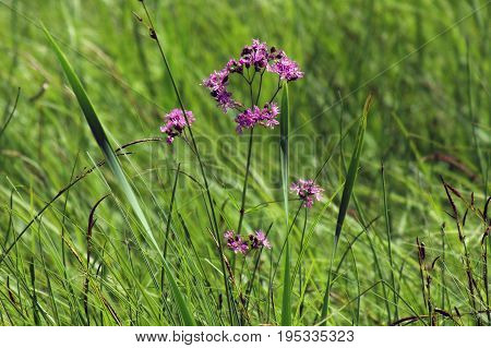 Flower in the swamps of Biebrza, Poland.