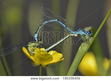 Azure Damselfly