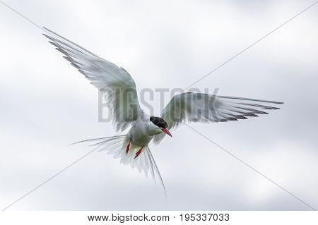 Artic Turns Farnes Island - Sterna Paradisaea