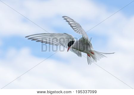 Artic Turns Farnes Island - Sterna Paradisaea
