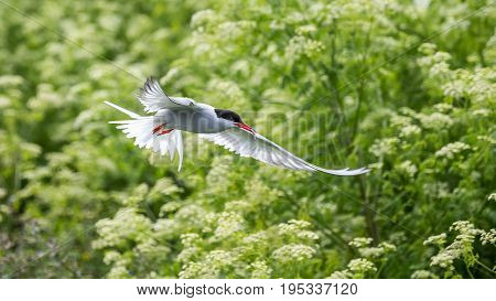 Artic Turns Farnes Island - Sterna Paradisaea