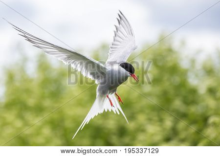Artic Turns Farnes Island - Sterna Paradisaea