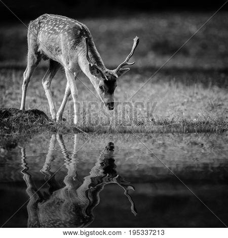 A fallow Deer Buck At Bradgate Park UK