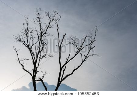 Silhouette of dying tree with overcast sky background.