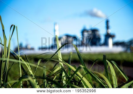 Sugar Cane Industry