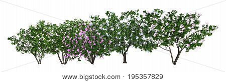 3D illustration trees row isolated on white, can be used for matte painting.