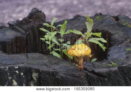 Pholiota aurivella mushroom and Oak seedlings on an old stump