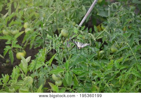 Scarce Swallowtail (iphiclides Podalirius) Rare European Butterfly Is Sitting On The Bushes Of A Blo